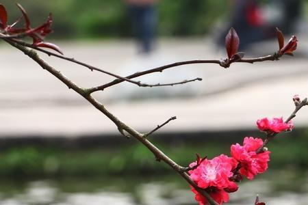 柳绿花红对应什么花