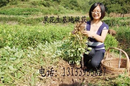 先种大豆还是先种花生