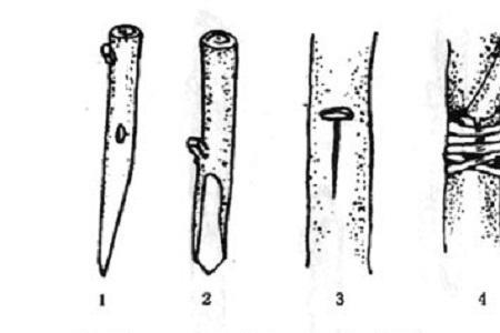橄榄树嫁接方法腹接
