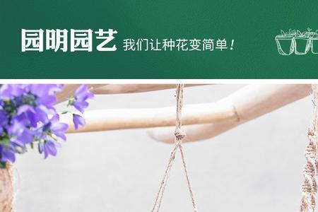 丹麦风铃花可以养在室内吗