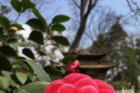 佛那礼茶花介绍