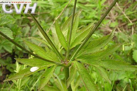 虎爪草就是虎掌草吗