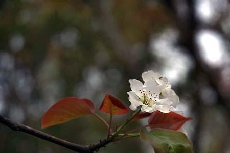 梨花落泪是什么意思