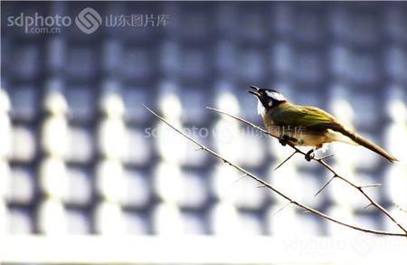 冬去春来鸟儿归指什么时节