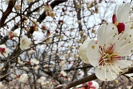 平通梅花开放时间