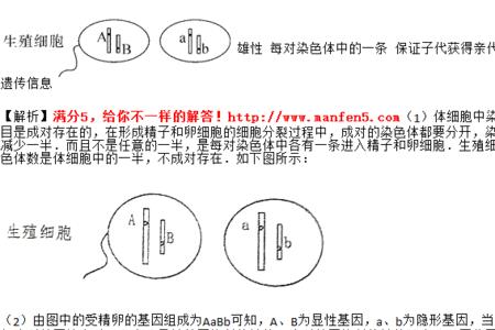 猪有几对染色体