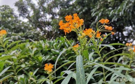 有些花草能放出天然杀毒菌对吗