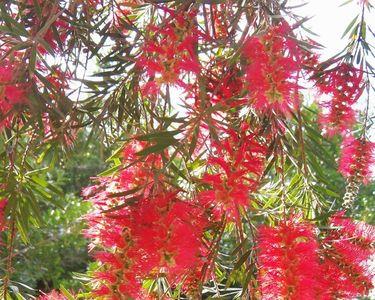 红千层花幼苗几年能长大并开花