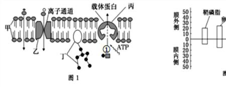 离子通道属于哪种物质