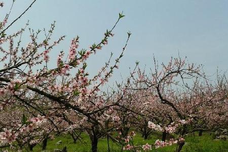 黄药师的桃花岛有多少棵桃树