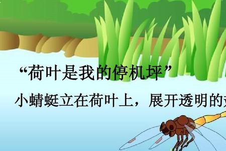 小水珠和小蜻蜓对荷叶之情