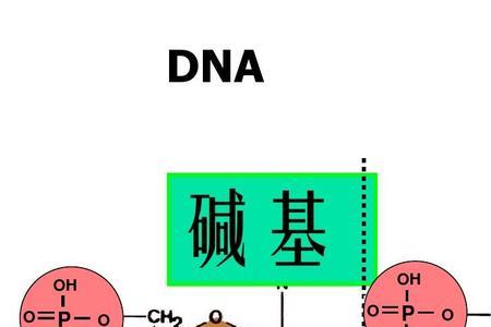 脱氧核苷酸结构式