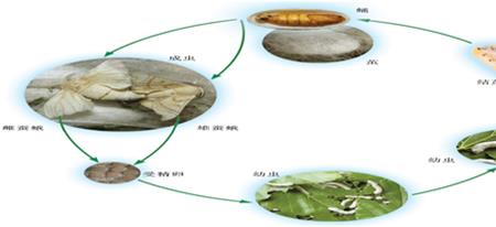养蚕的准备阶段