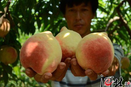 深州蜜桃适合什么地方种植