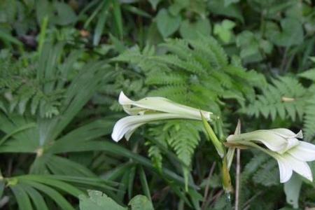 家里能不能栽野百合花