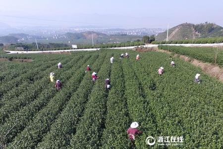 松阳夏茶采摘时间