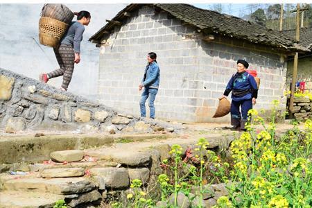 郎油1001油菜种是不是转基因的