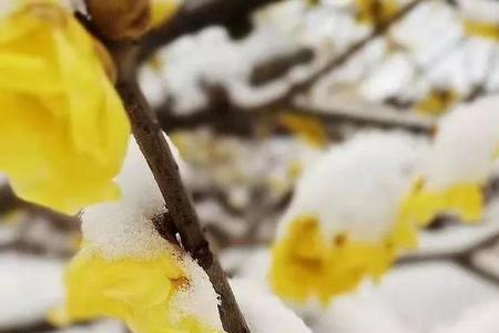 雪后寻梅霜前访菊全诗