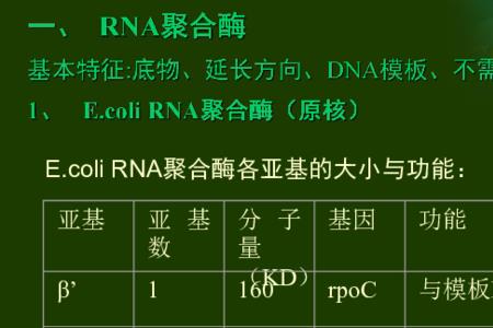 rna复制酶与聚合酶的区别