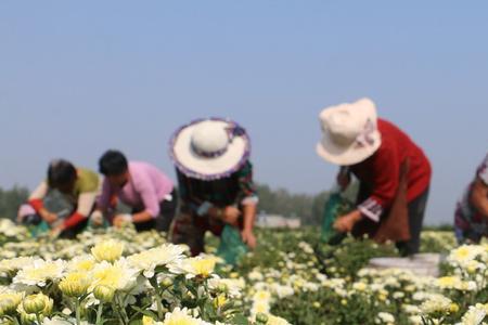 杭菊一亩产多少斤