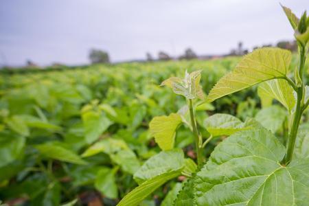 桑叶存放2年还能用吗