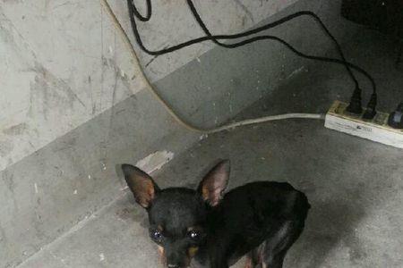 小鹿犬7个月还会立耳吗