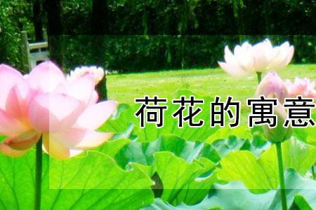 莲花用意