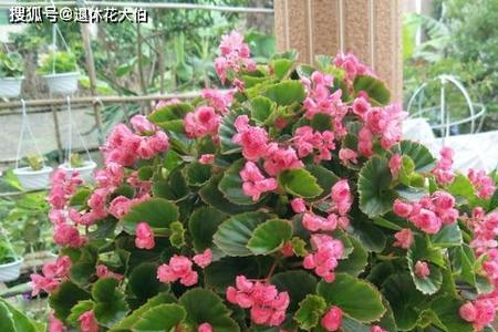 四季海棠开花流蜜吗