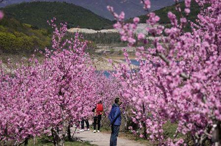 桃花什么时候开花季节春夏秋冬