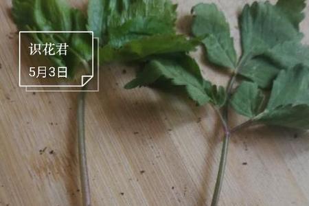 识别野菜的小程序