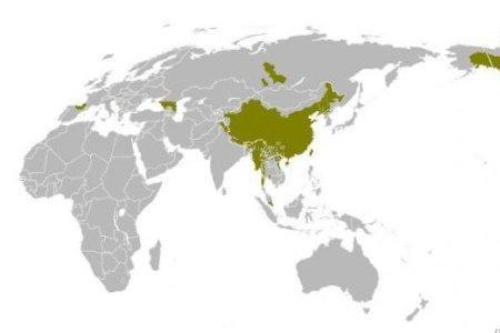 汉藏语系有哪些国家