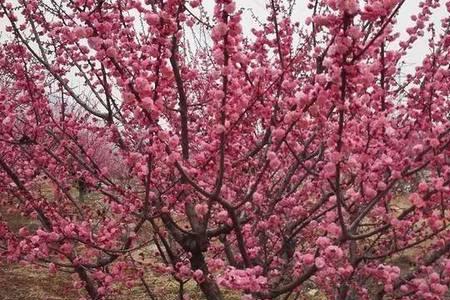 宫粉梅和骨里红梅花的颜色区别