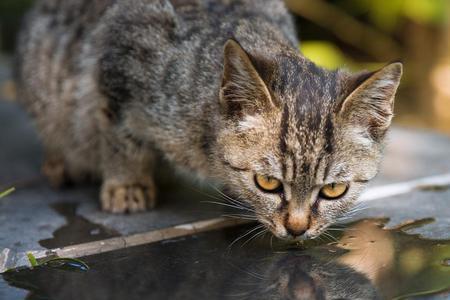 养殖场如何灭野猫