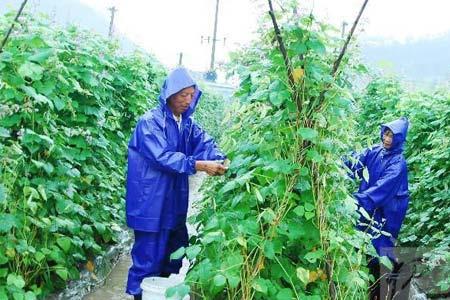 香菜和豆角种植方法