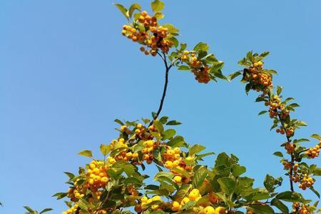 阳历8月是夏天还是秋天