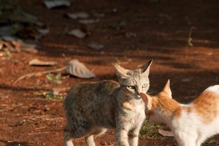 猫弓刺学名叫什么