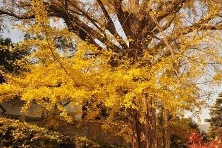 石家庄植物园银杏变黄时间