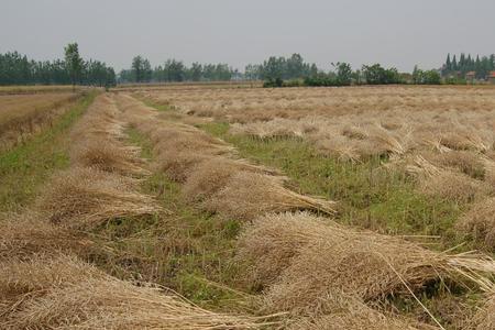 油菜籽最晚播种时间