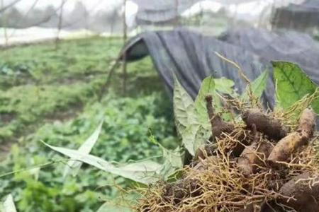 金果榄种植技术和生长期是几年