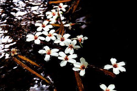 落花流水叹春去求下联