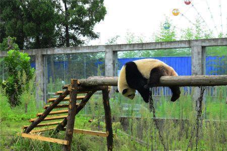 北湖熊猫乐园要门票不