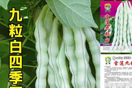 九粒白芸豆多少天成熟