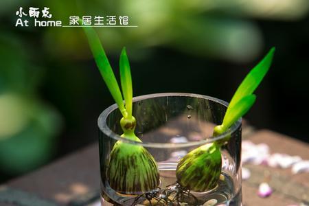 鱼缸加茶水什么效果