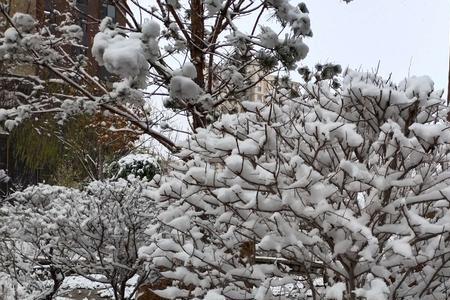 春风瑞雪是什么意思