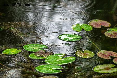 梅雨时节雨纷纷的诗句