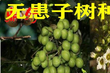 九华山菩提子是什么种子