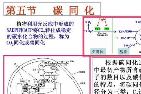 四步同化是什么