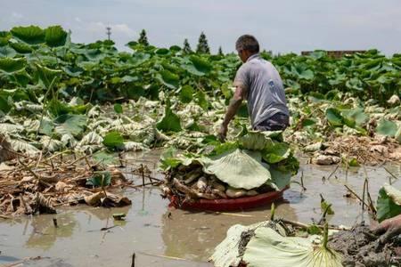 水深2米种什么藕好