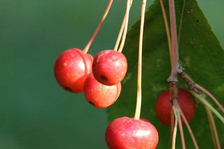 罗湘奇与秋海棠大结局