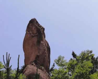 山东青岛太和山有灵芝吗